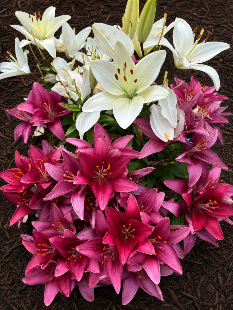 White and deep pink Asiatic lilies blooming in a cold-climate perennial garden.