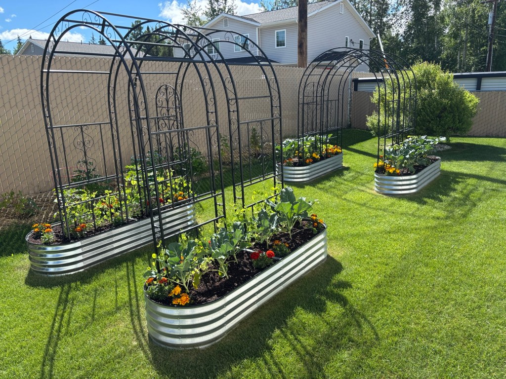 Galvanized raised garden beds with black trellises growing vegetables and flowers in a northern backyard.