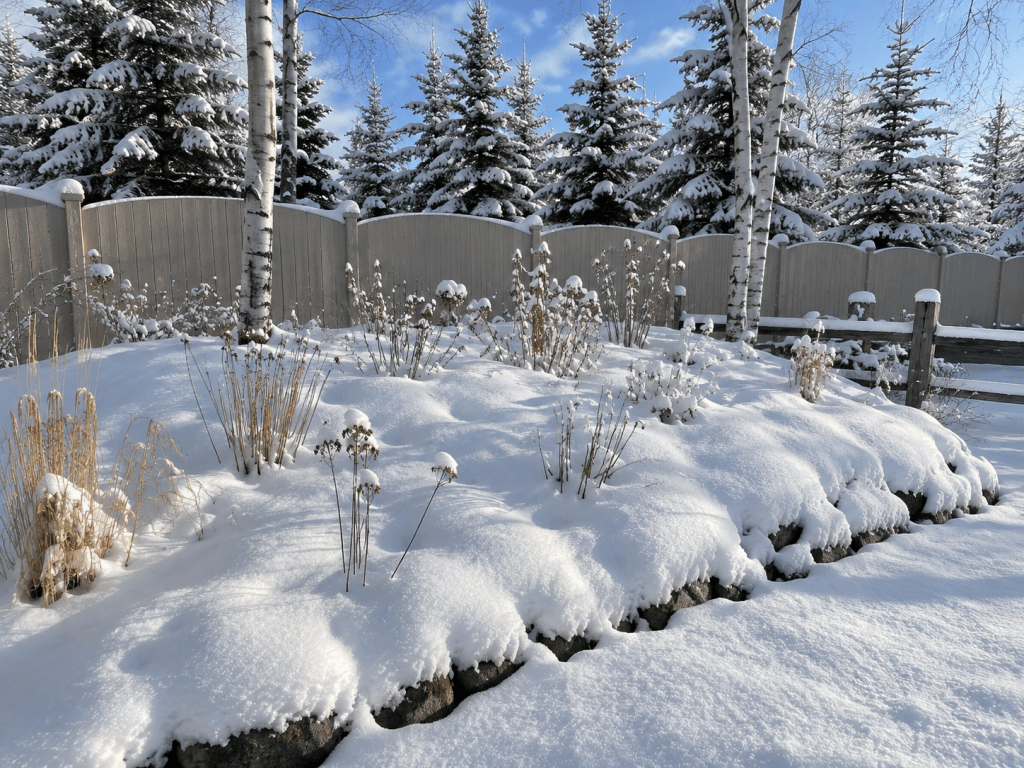 Cold-hardy perennial garden covered by deep snow that helps insulate plants through a Zone 2 winter.