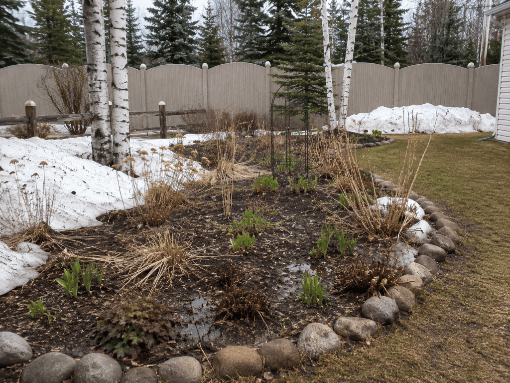 Cold-climate perennial garden beginning to emerge as snow melts in early spring.