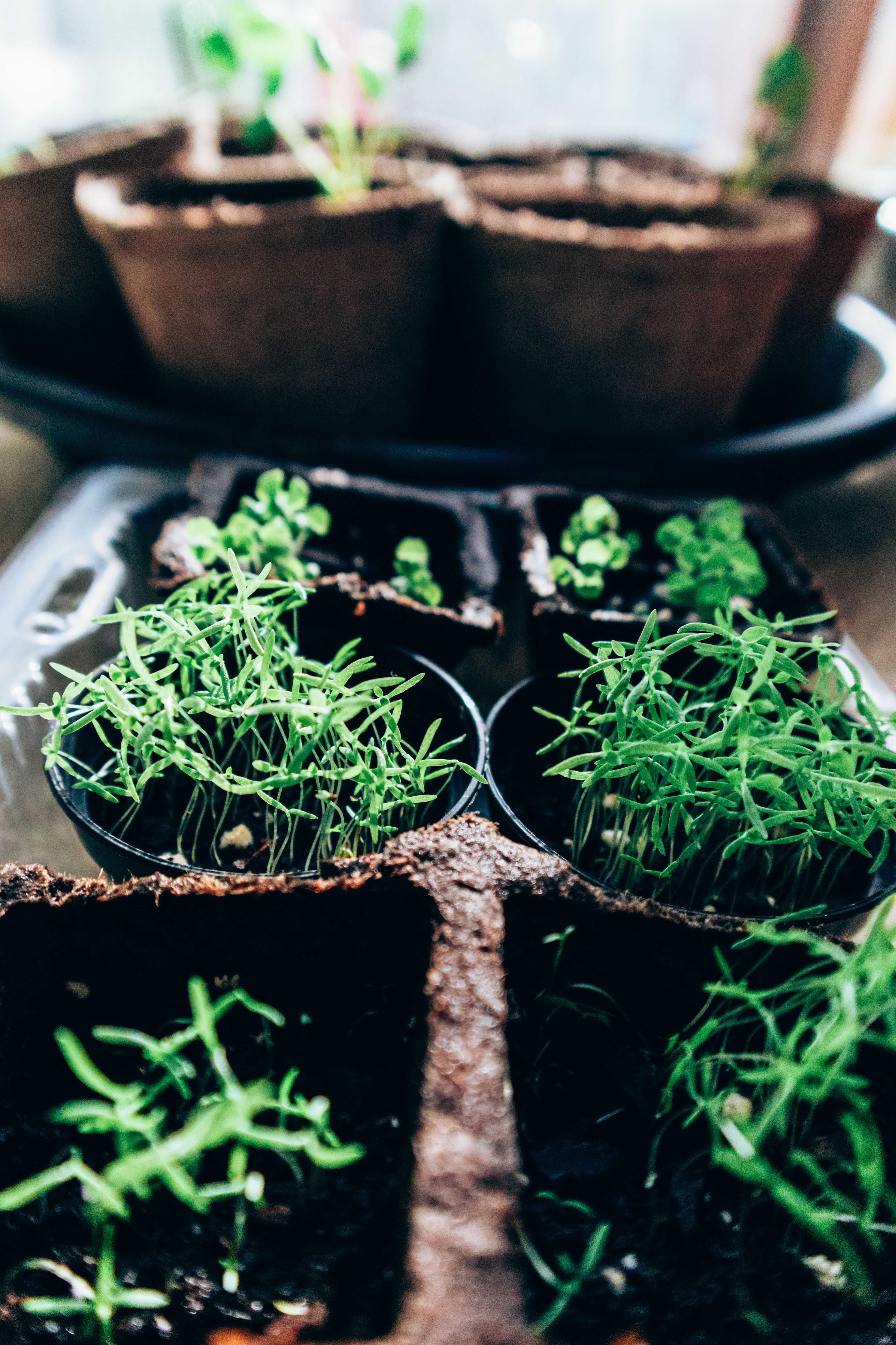 Young seedlings growing indoors in small pots