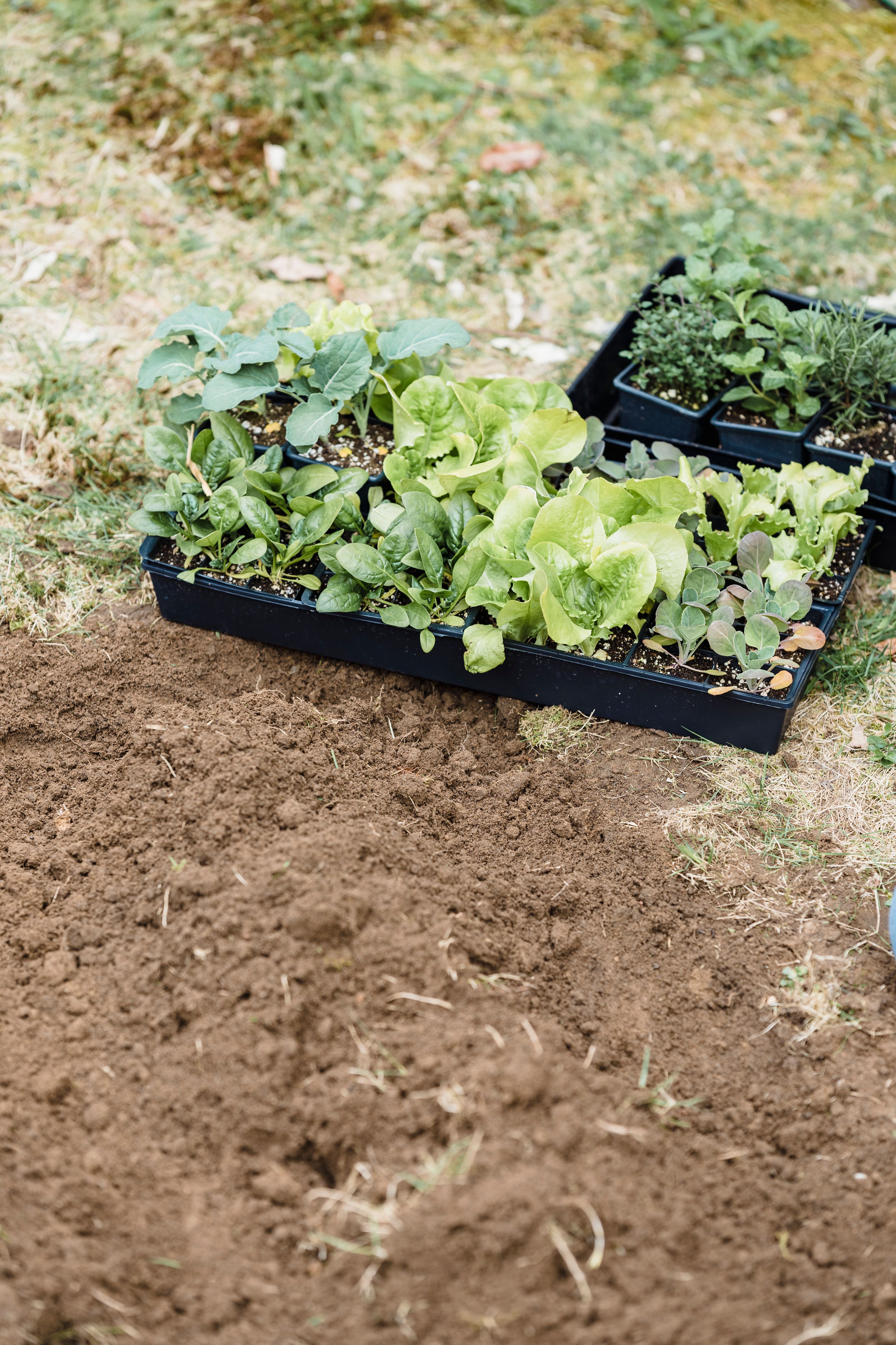 Healthy vegetable seedlings in trays outdoors ready for transplanting into the garden