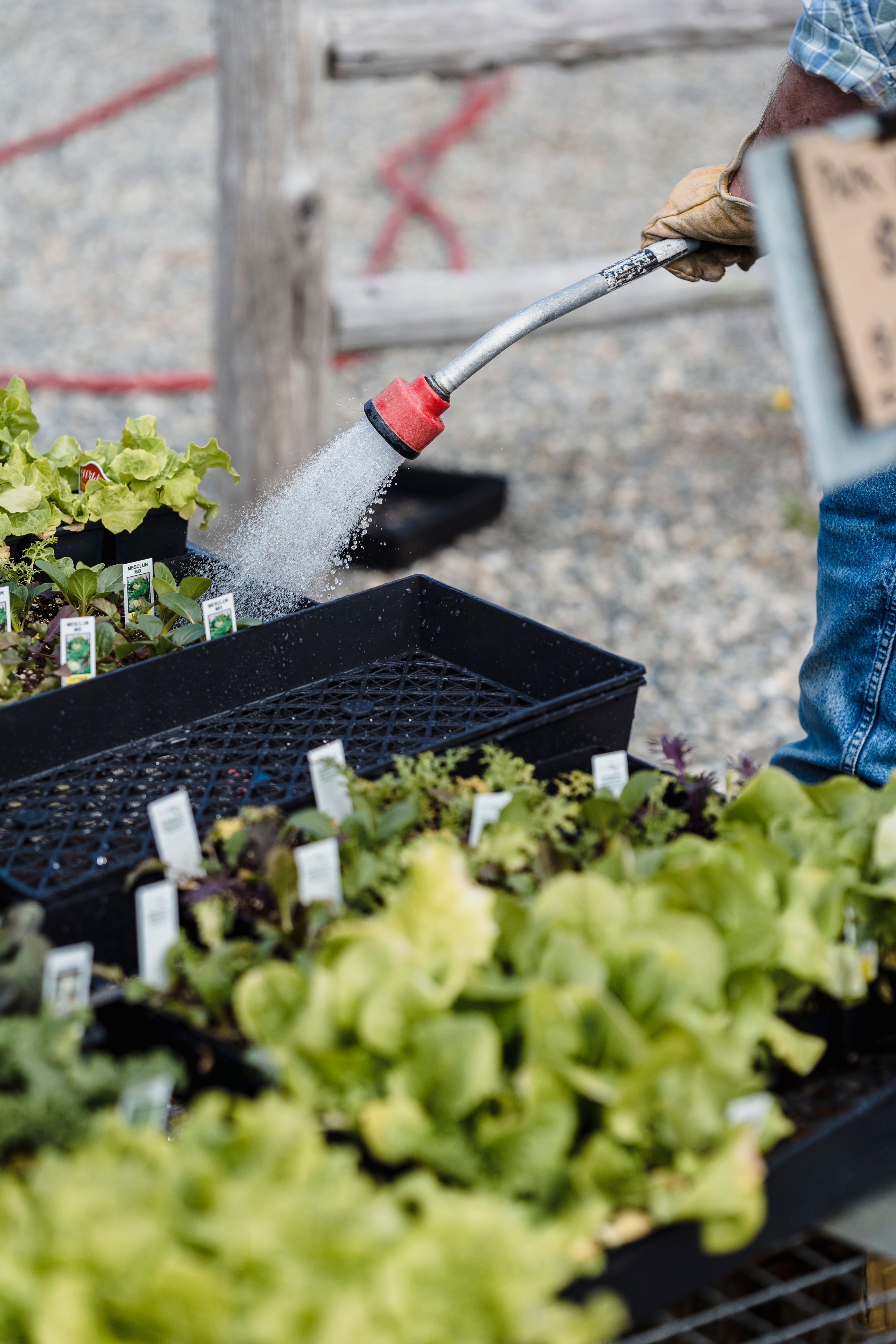 Young seedlings in a seed tray being gently watered