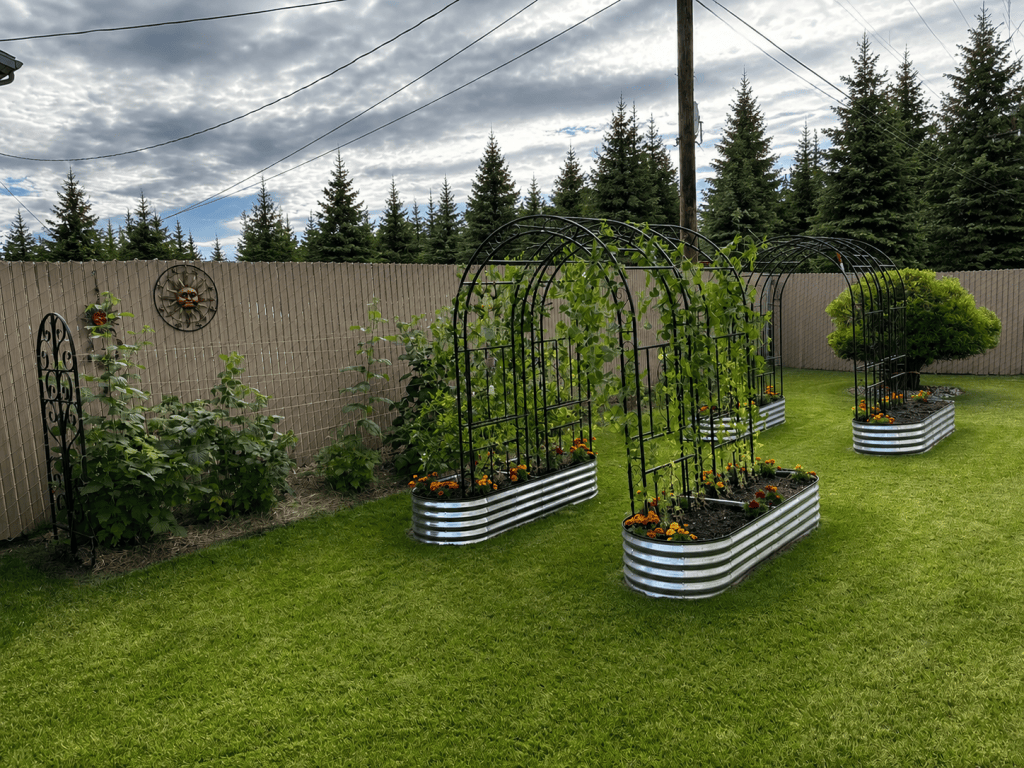 Galvanized raised garden beds with black trellises in an in-town northern backyard.