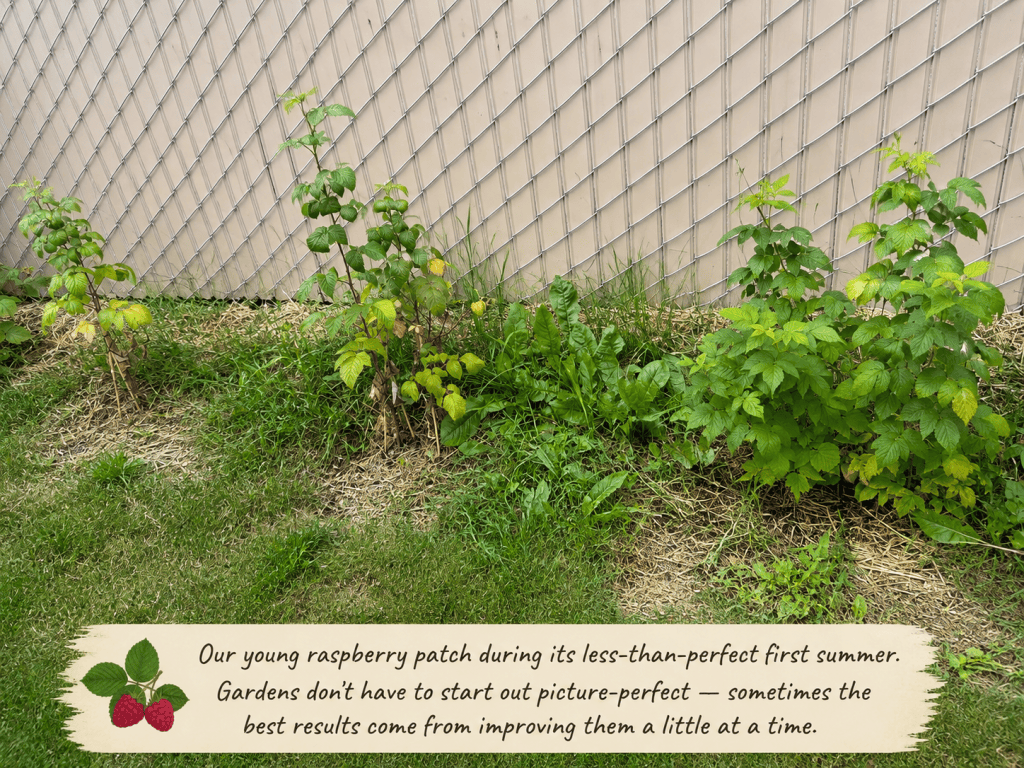 Young raspberry patch during its less-than-perfect first summer in a northern garden