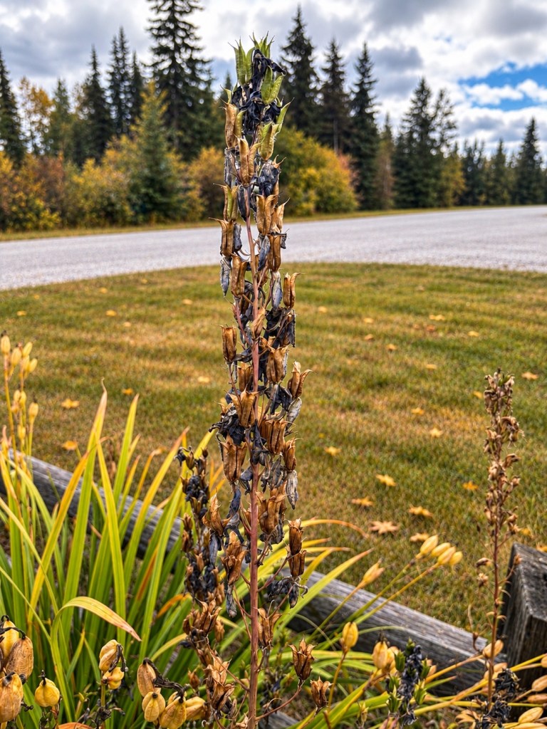 Dried flower seed pods ready for collecting from a northern perennial garden in fall.