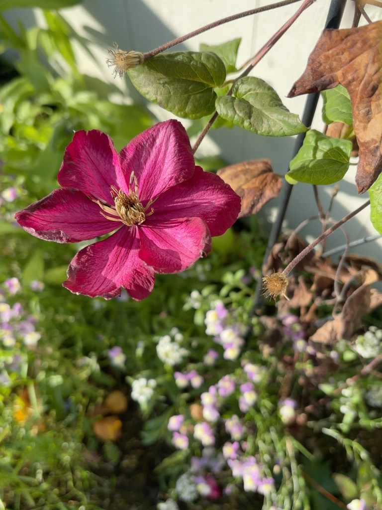 Deep magenta clematis flower blooming on a climbing vine with green and fading fall foliage in a sunny garden.
