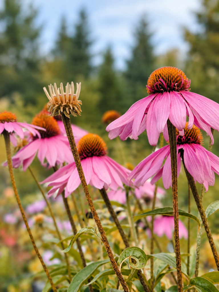 Pink coneflowers with fading blooms and seed heads in a fall perennial garden
