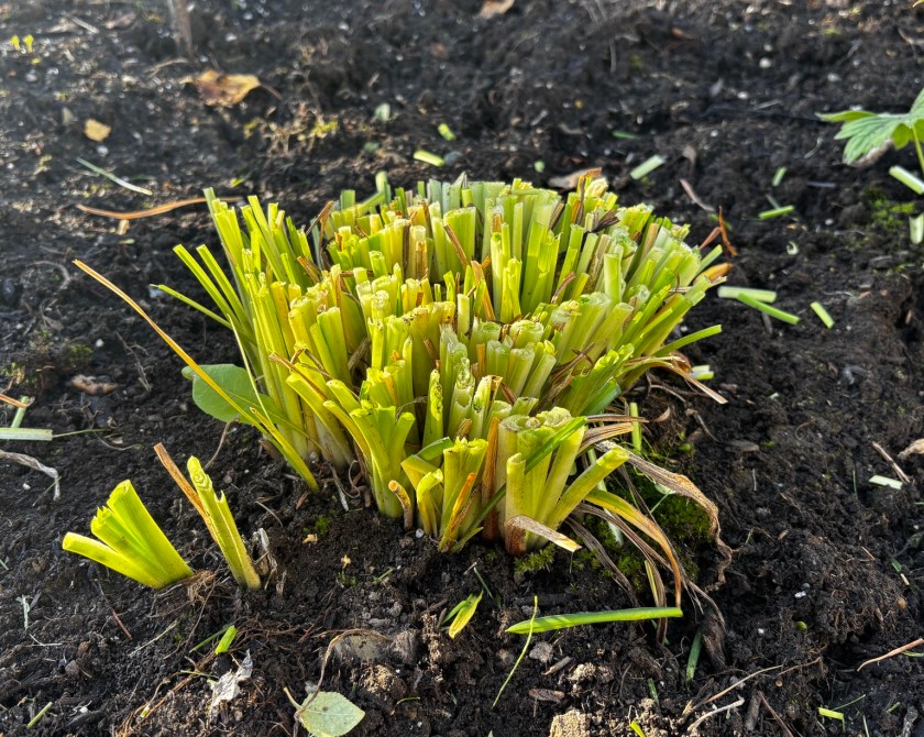 Daylily cut back to a few inches above the ground for winter