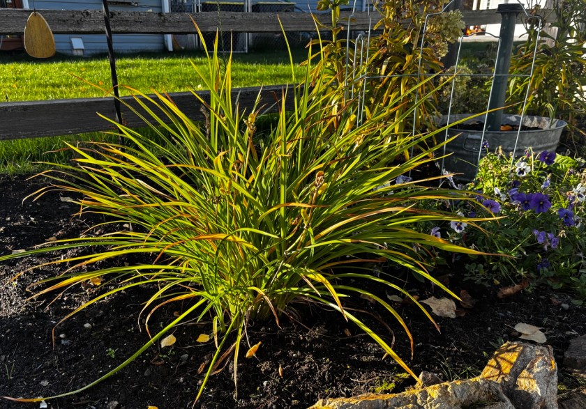 Daylily foliage turning yellow and brown in a fall garden after frost