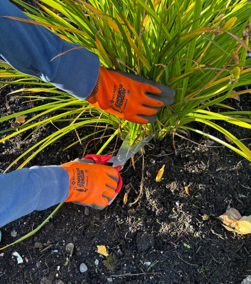 Cutting back daylily foliage with garden shears in fall