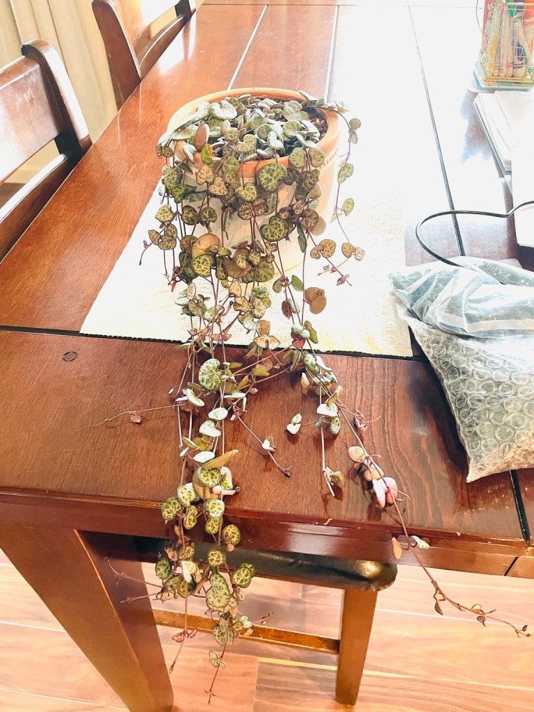Overgrown string of hearts houseplant with long trailing vines before being trained onto a heart-shaped support.