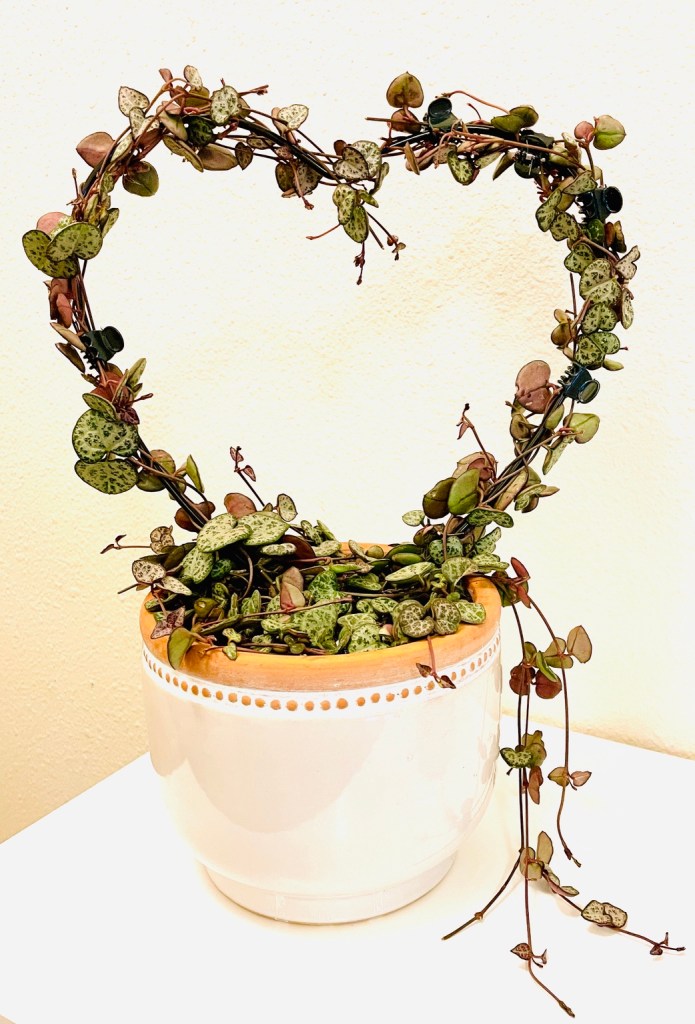 String of hearts houseplant with trailing vines trained around a heart-shaped trellis.