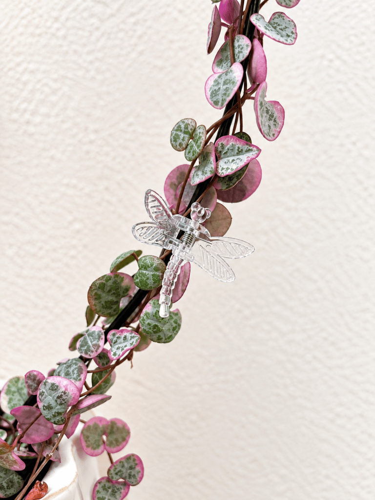 Close-up of string of hearts vines secured to a black trellis with a clear dragonfly plant clip.