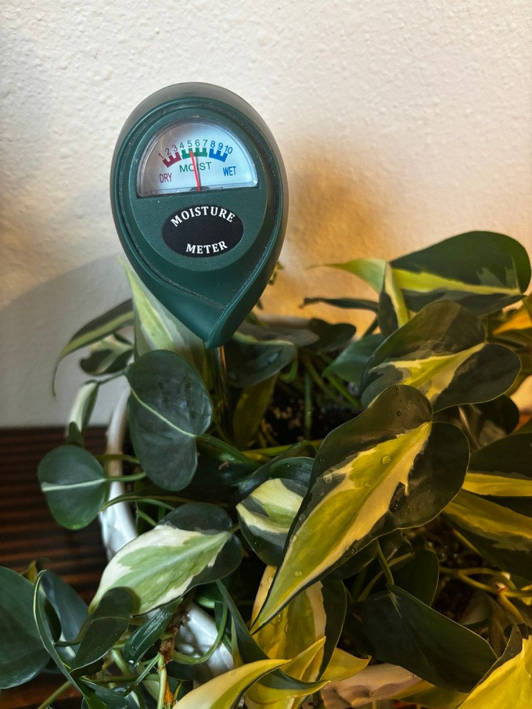 Soil moisture meter checking the moisture level of a houseplant before watering.