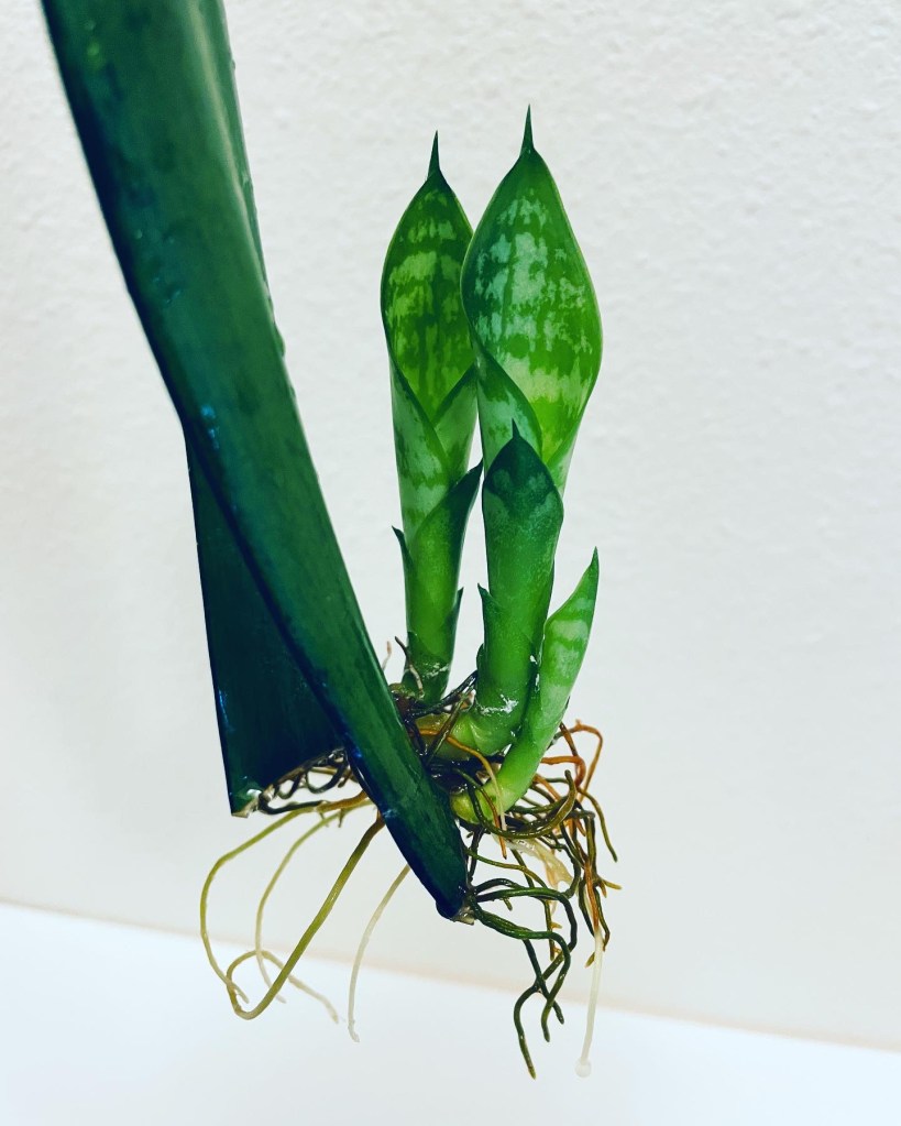 Snake plant leaf cutting with developed water roots and new shoots growing from the base.