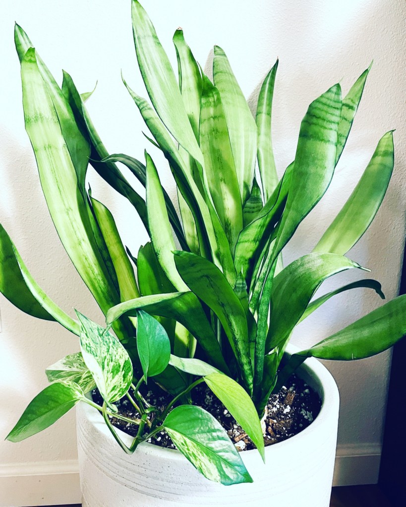 Large, mature snake plant growing in a white pot with a trailing pothos plant.