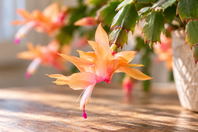 Close-up of a peach-orange Thanksgiving cactus flower with pink accents, hanging from green stem segments with pointed, claw-shaped edges.